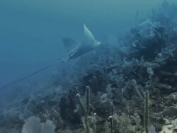 White-spotted eagle ray swimming alongside coral in the Caribbean Stock Footage