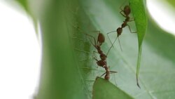 ant working together Stock Footage