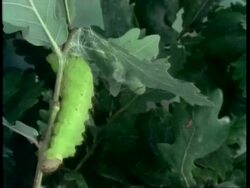 MS Silkworm larvae, Bombyx mori, weaving silk, time lapse Stock Footage