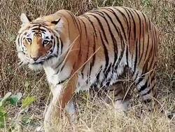 Royal Bengal Tiger Stock Footage