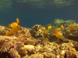 Butterfly fish Chaetodon semilarvatus yellow with grey eye patch, Saudi Arabia, Gulf  Stock Footage