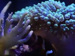 green anemone Stock Footage