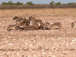 Hyenas, Vultures, Jackals taking a snack Stock Footage