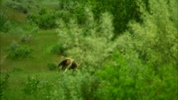 Two Native American Indians riding horses to join large group of Native American Indians on horseback Stock Footage
