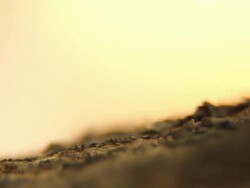 Ants anthill sunset - HD, NTSC Stock Footage