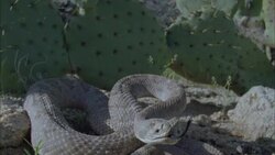 A rattlesnake strikes. Stock Footage