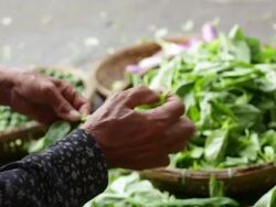 CU Market seller picking leaves from stalks to sell Stock Footage