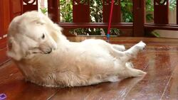 Golden Retriever Dog Scratching His Itchy Skin Stock Footage