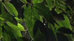 A spider web glistens behind leaves with insect damage in Belize. Stock Footage