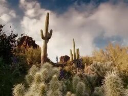 T/L, MS, PAN cacti, Saguaro National Park, Arizona, USA Stock Footage