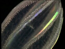 BCU Phosphorescing combs of comb jelly Stock Footage