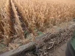 Combine Harvesting Fall Corn Stock Footage