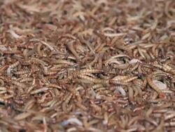 meal worms Stock Footage