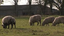 Sheep grazing on a farm News Clip