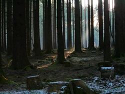  MS View of fir forest  /  Kastel-Staadt, Rhineland-Palatinate, Germany  Stock Footage