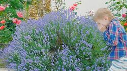 boy sneezing from pollen of flowering plants Stock Footage