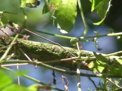 Atta worker ants Stock Footage
