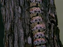CU Emperor Moth Caterpillar crawling down side of tree, Botswana, Africa Stock Footage