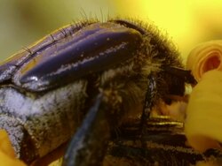 CU Shot of large barred monkey beetles mating in daisy center / Namaqualand, Northern Cape, South Africa Stock Footage