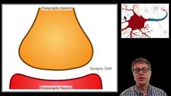 The Synapse Instructional Video