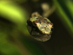 Medium Shot Front Angle Slow Motion - Vine snake head facing camera / Costa Rica Stock Footage