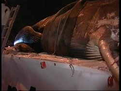 Greenpeace dumps whale outside Japanese embassy Instructional Video