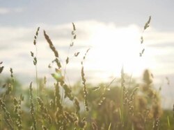 HD SUPER SLOW-MO: Woman's Hand In Grass Stock Footage