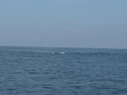 MS POV Blue whale swimming surface of ocean / Mirissa, Southern province, Sri Lanka   Stock Footage