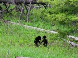 MS Two black bear cubs standing up and play fighting / Yellowstone, Wyoming, United States Stock Footage
