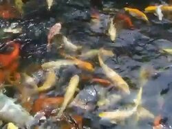 Fish Pond Stock Footage