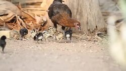 Hens are brought chick ferret food. Stock Footage