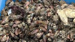 VOICED : Ostras de Crimea quieren conquistar Rusia News Clip