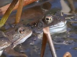 frogs in a puddle Stock Footage