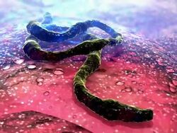 Ebola Virus Stock Footage