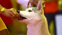 Siberian Husky Dog Stock Footage