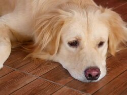Bored Golden Retriever Dog Stock Footage