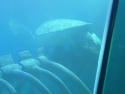 Turtle swimming around tank in Sea Life News Clip