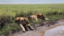 Tanzania, Serengeti Park and Maasai Tribes Instructional Video