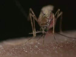 Anopheles gambiae mosquito biting human skin. This mosquito is the vector for malaria Stock Footage