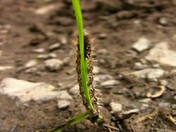 PAL: Caterpillar Stock Footage