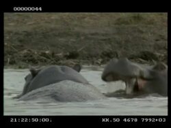 Hippo, Hippopotamus amphibius, pair play fighting in water, mouth wrestling, CU, Botswana Stock Footage