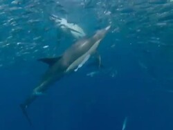 Baitball and dolphins, underwater view Stock Footage