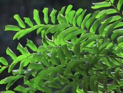 Trees in Rain Stock Footage