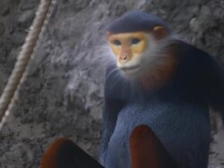 Red-shanked douc Stock Footage