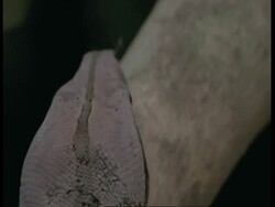 CU Boa Constrictor head moving up branch, Amazon, South American Stock Footage