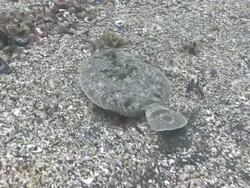 Flatfish (unidentified species - possiby flounder/sole (Pleuronichthys coenosus or Platichthys stellatus)) on sea floor  Stock Footage