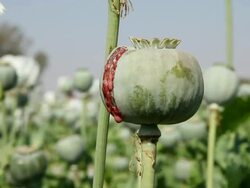 CU Poppy plant / Rajasthan, India Stock Footage