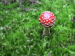 NTSC: Fly Agaric Mushroom Stock Footage