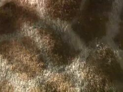 Close Up tilt-down tilt-up - A giraffe's torso shows its spot pattern / South Africa Stock Footage