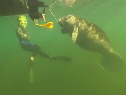 Diver snorkelling with Manatee (T. manatus) playing with anchor rope and swimming towards camera. Crystal River, Florida, USA  Stock Footage